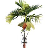 Arecanut Tree Climber