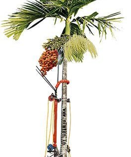 Arecanut / Betel / Pinang Palm / Adike  / Ataykka  / Adaikkay / Supari Nut Tree Prakatech Wonder Climber with Cutter & Spray Nozzle with Clamp (One Year Warranty)
